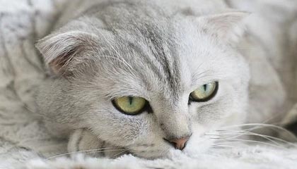 姐姐电影最新文章_姐姐电影专题内容整理